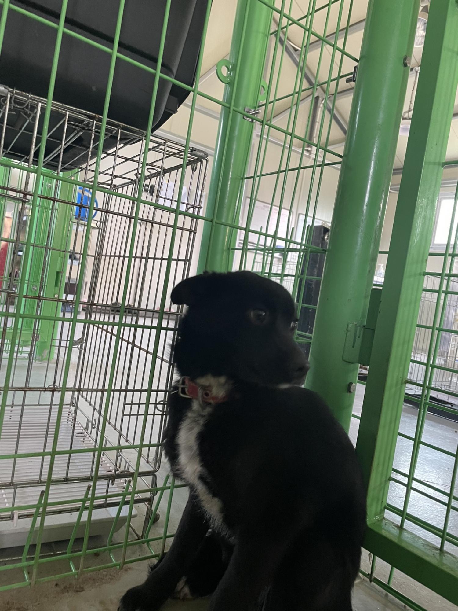 더나은동물병원보호소_445478202300091